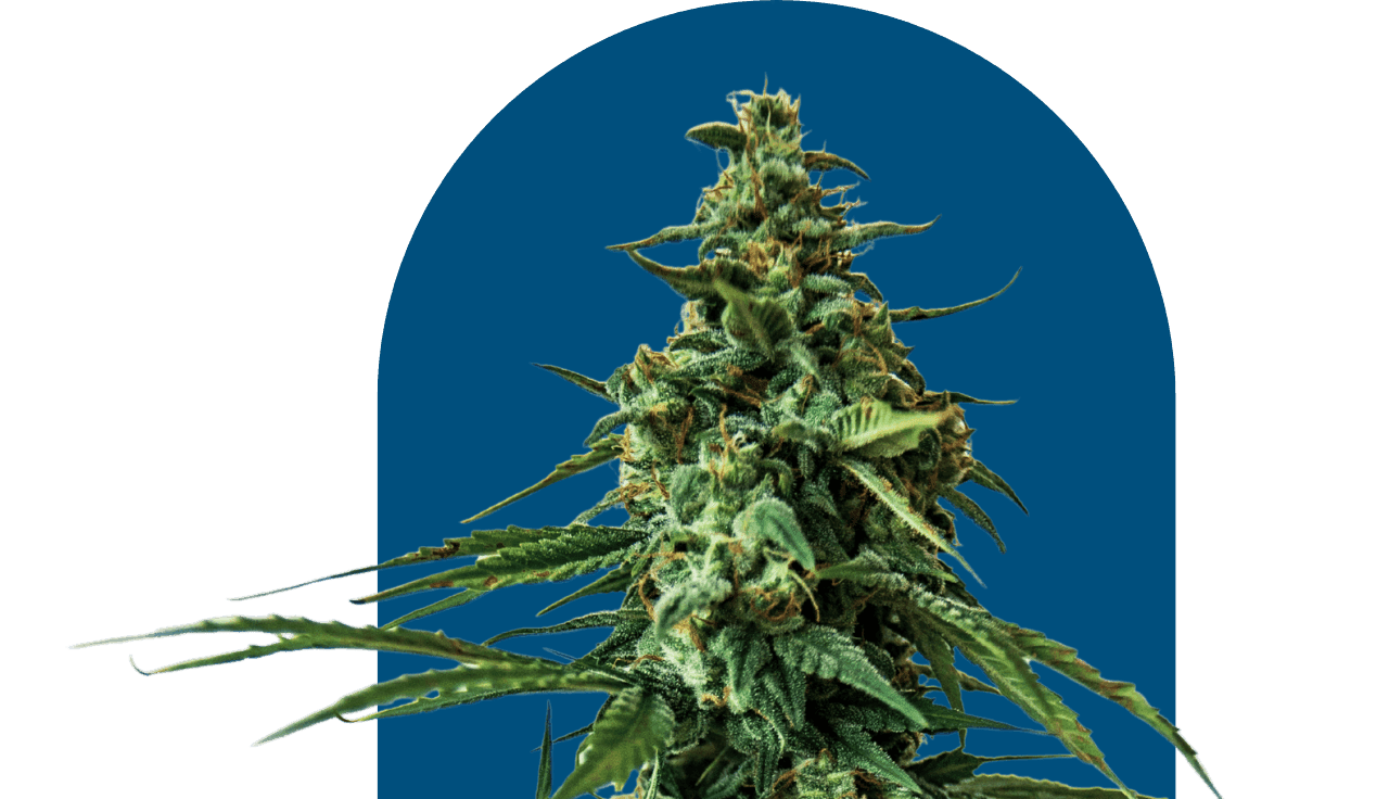 Cannabisblüte mit dunkelblauem Hintergrund