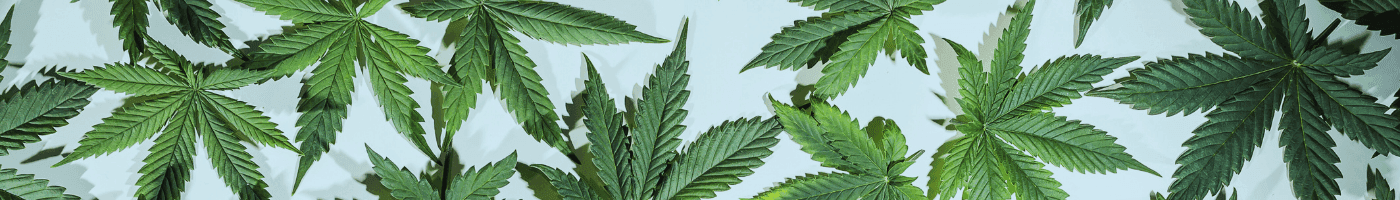 Cannabisblätter auf hellblauem Grund