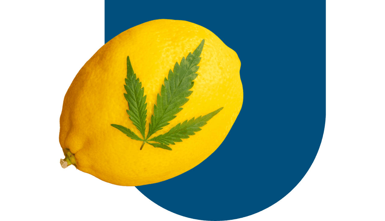 Zitrone, darauf ein Hanfblatt. Dunkelblauer Hintergrund